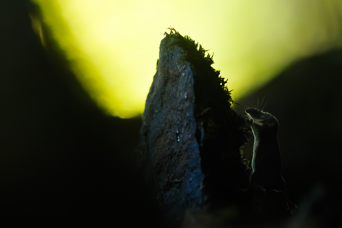 musaraigne aquatique neomys fodiens photographies ruisseau