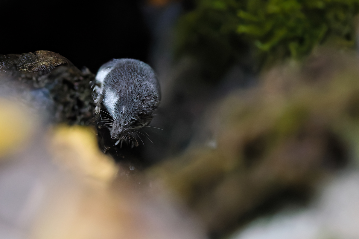 musaraigne aquatique neomys fodiens photographies ruisseau