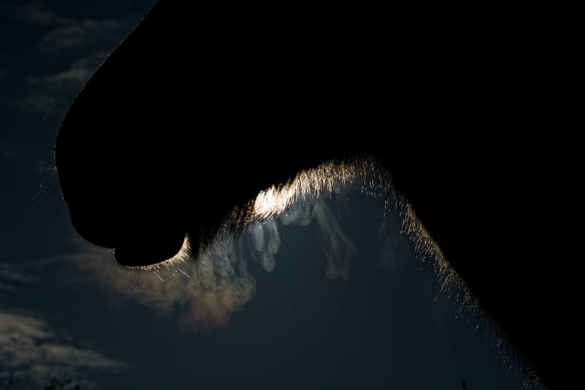 cheval fume soleil (2)