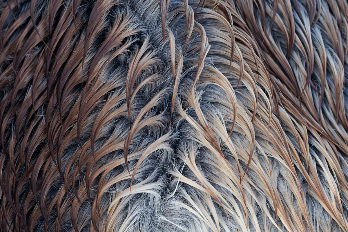 pelage chevaux les bouchoux (10)