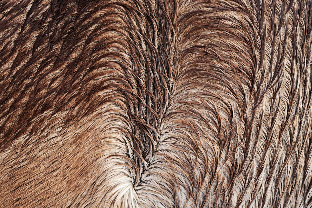 pelage chevaux les bouchoux (12)