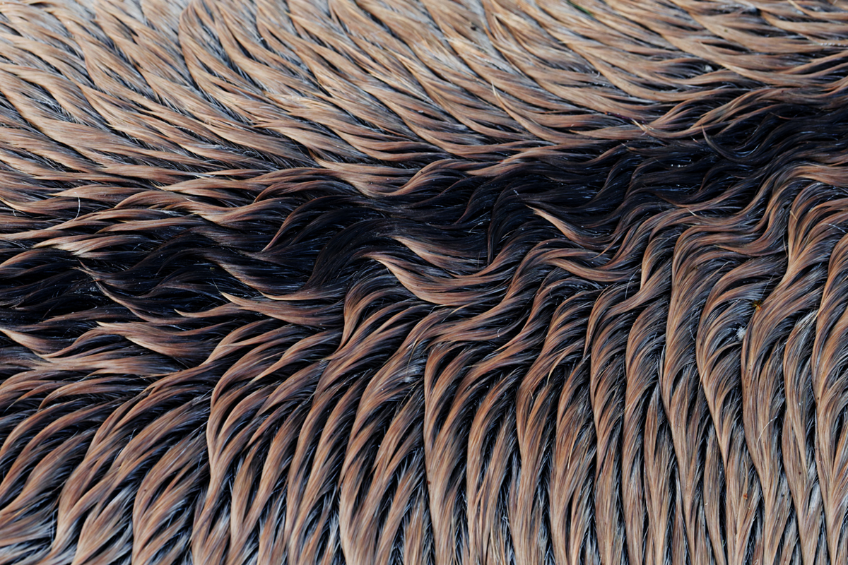 pelage chevaux les bouchoux (18)