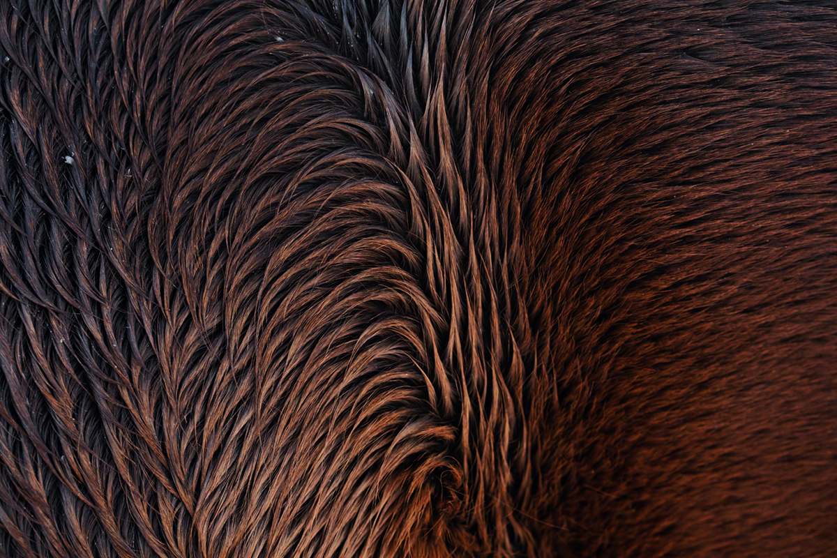 pelage chevaux les bouchoux (22)