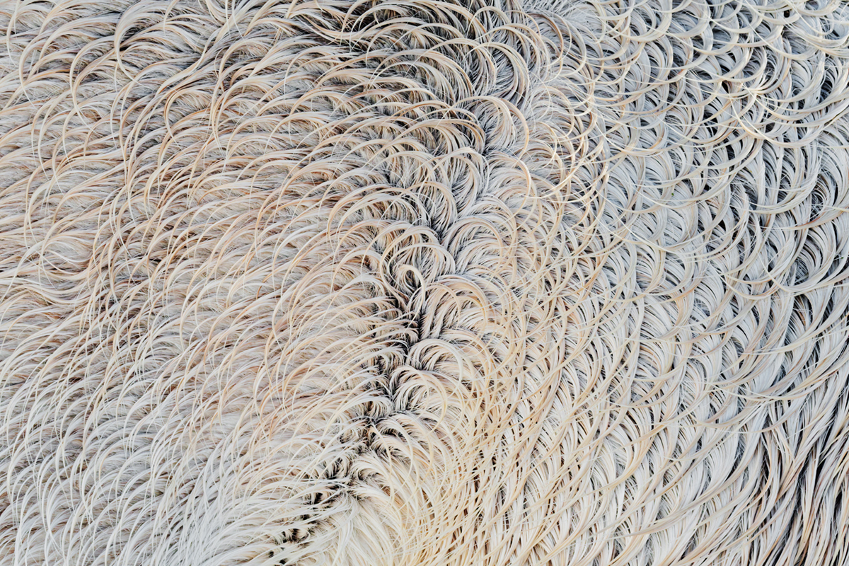 pelage chevaux les bouchoux (39)