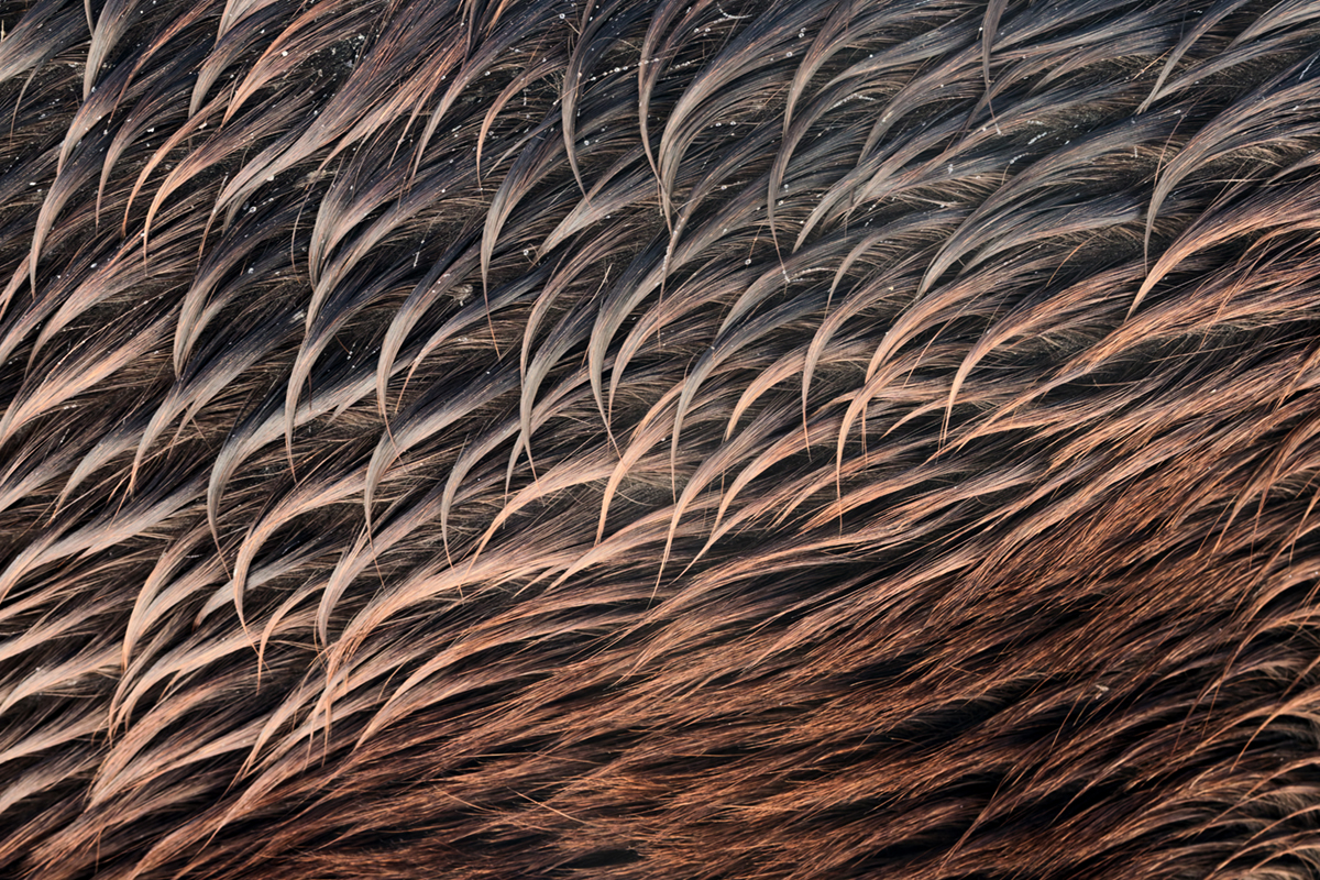 pelage chevaux les bouchoux (51)