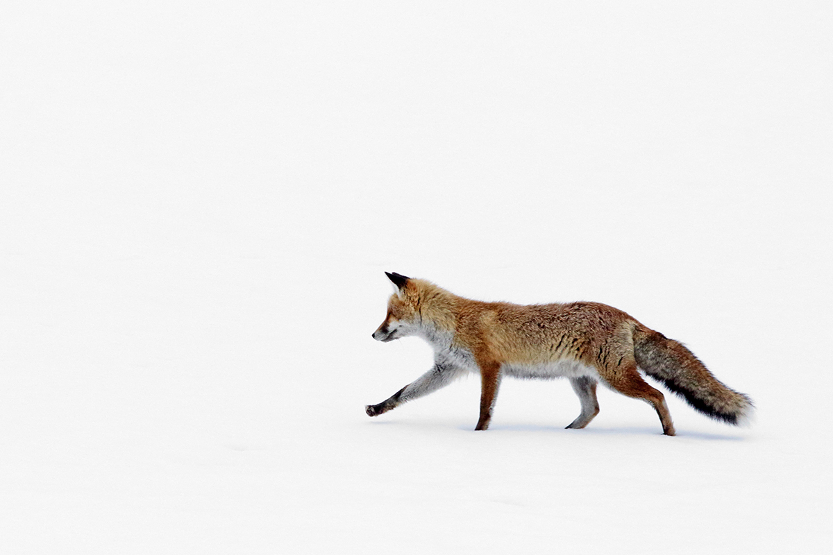 renard jura hiver neige
