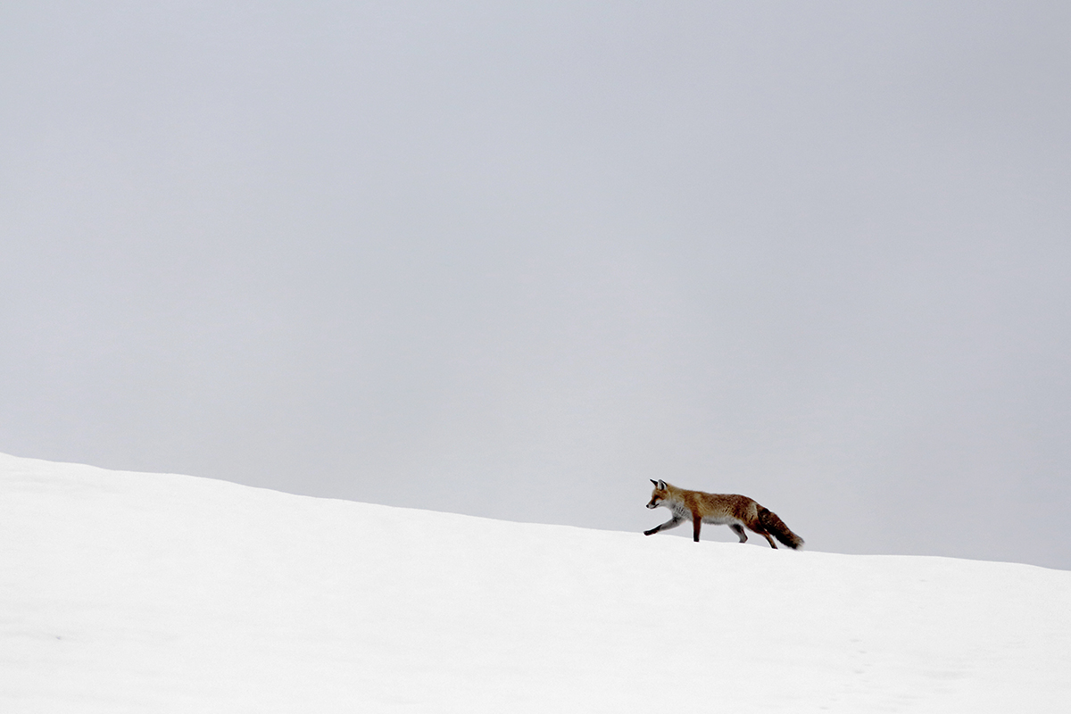 renard hiver jura