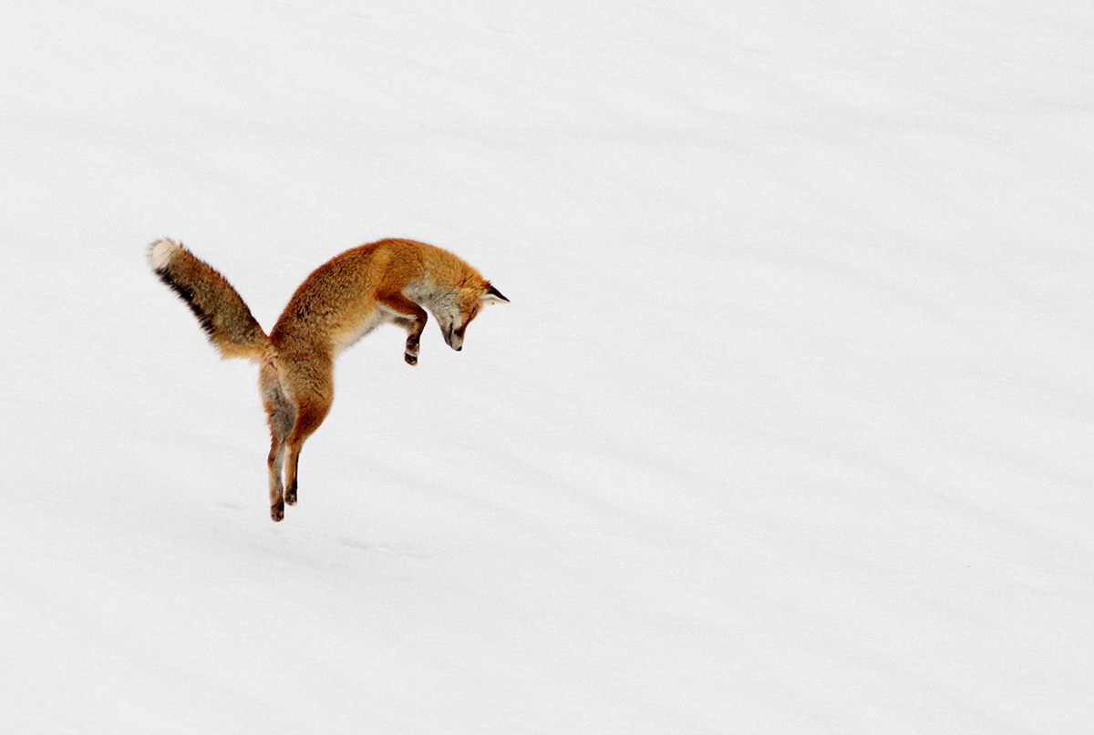 renard jura hiver neige mulotte