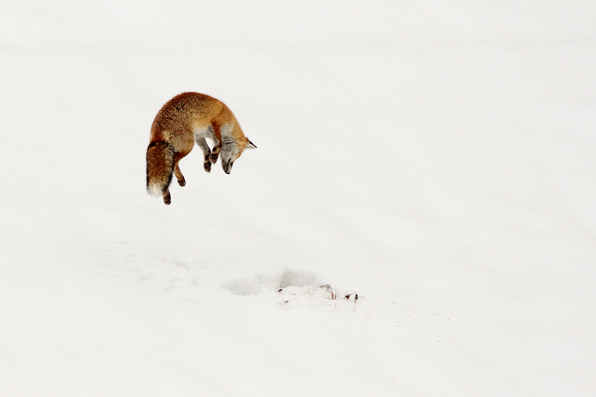 renard jura hiver neige mulotte