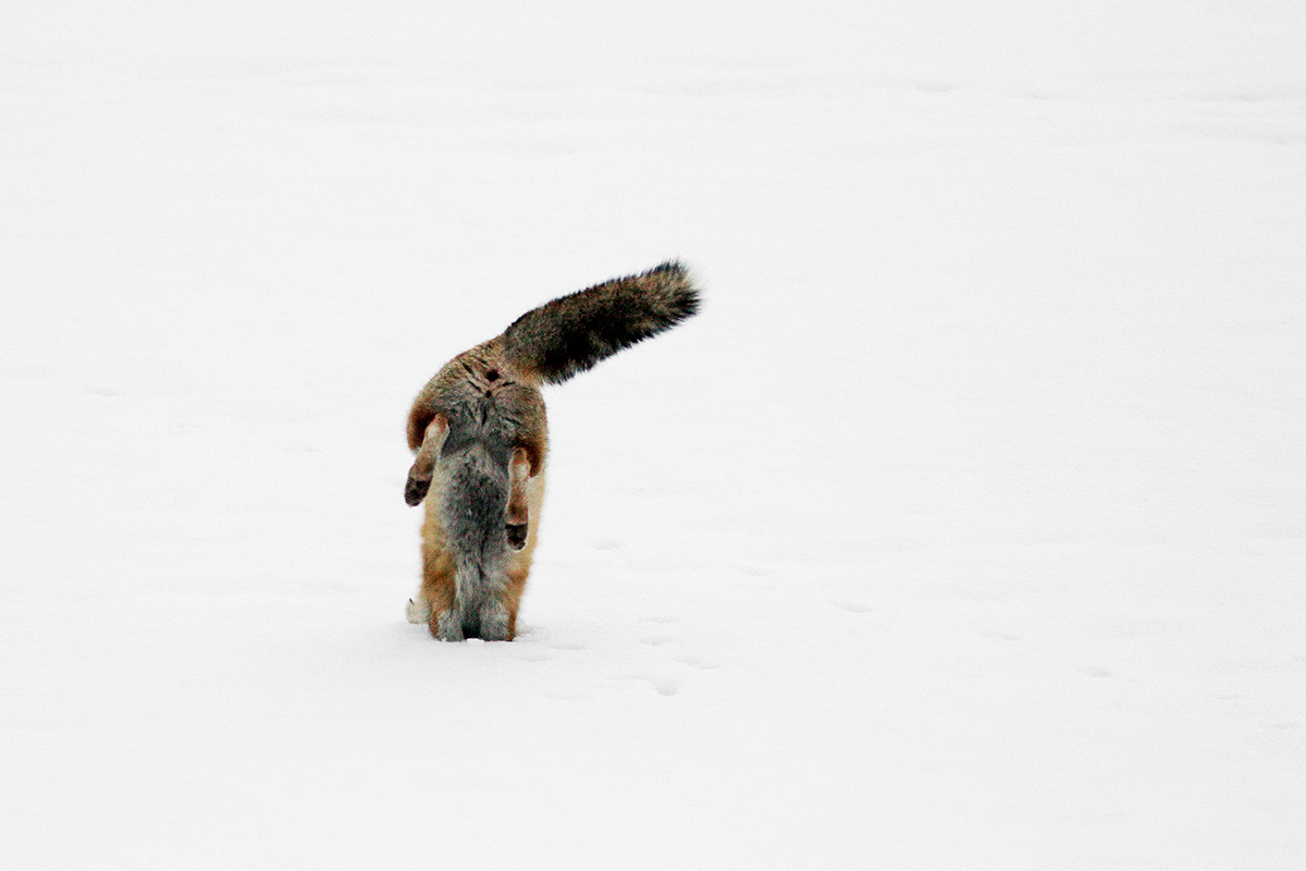 renard jura hiver neige mulotte