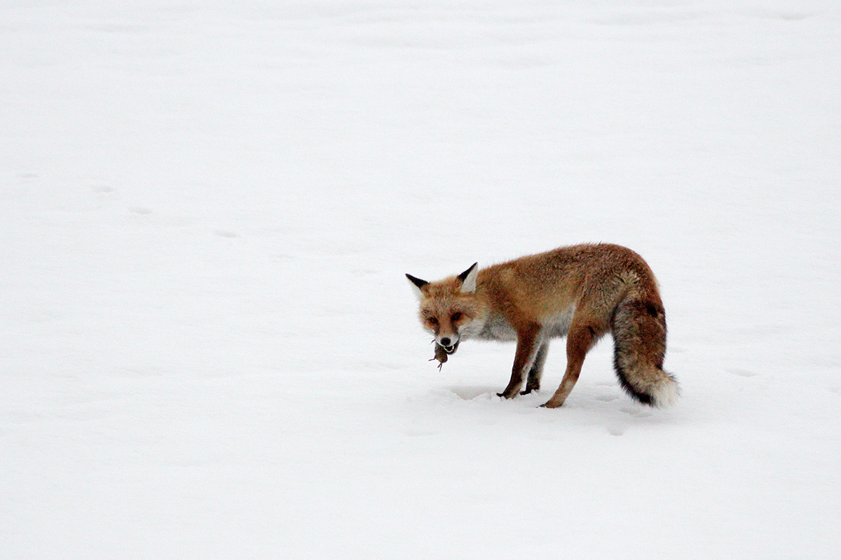 renard jura hiver neige mulotte