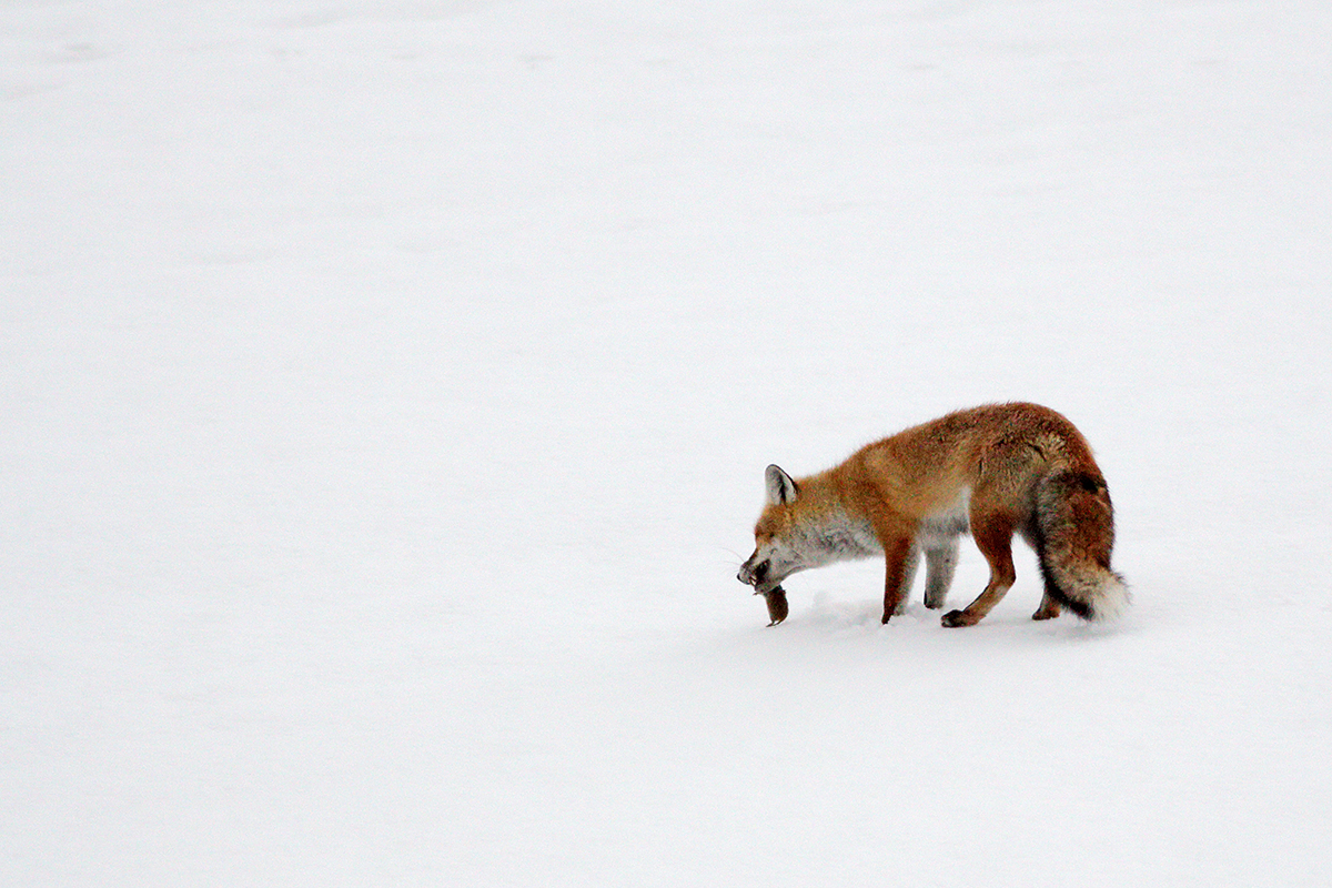 renard jura hiver neige mulotte