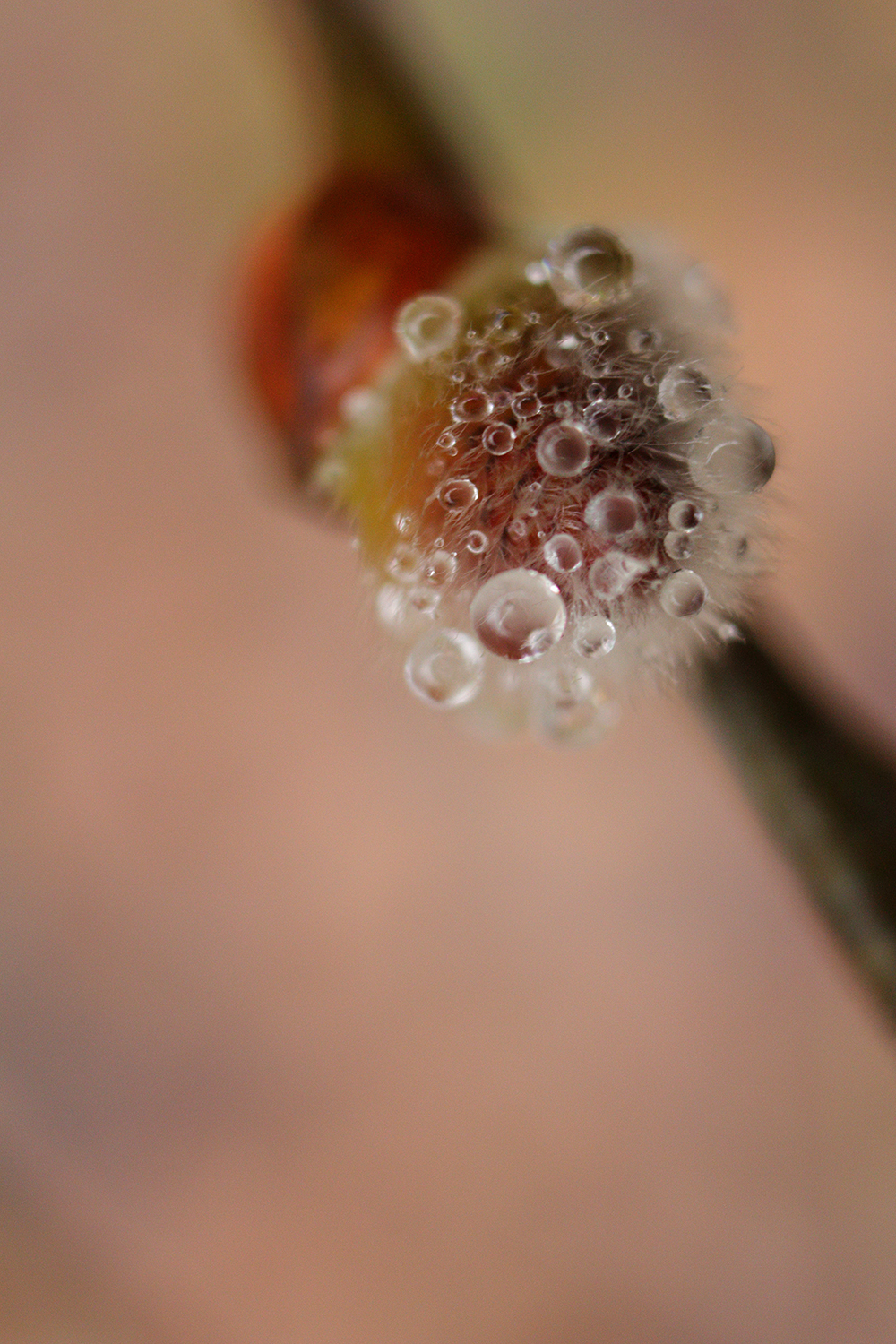 chaton pluie saule jura