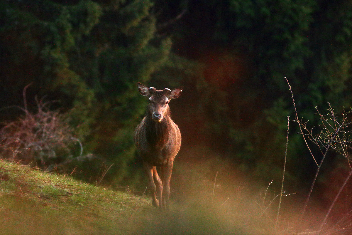 cerf repousse bois jura