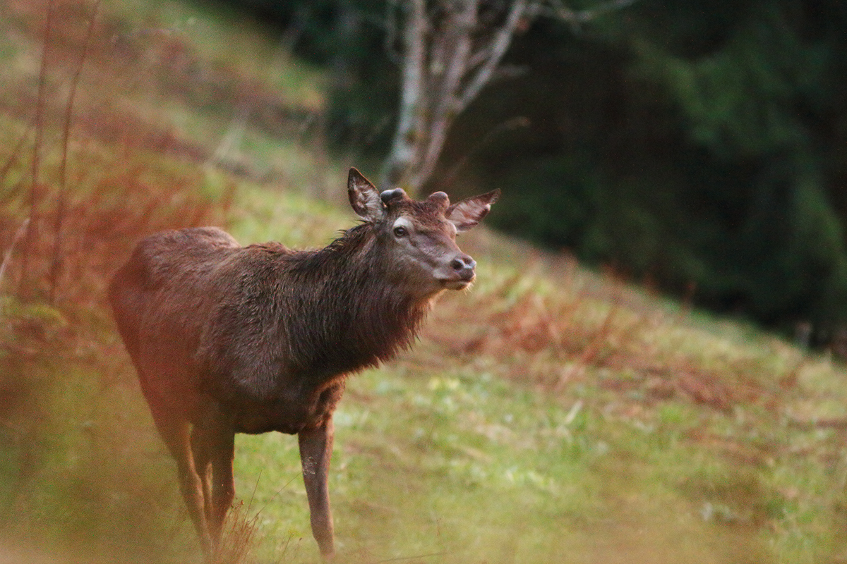 cerf repousse bois jura