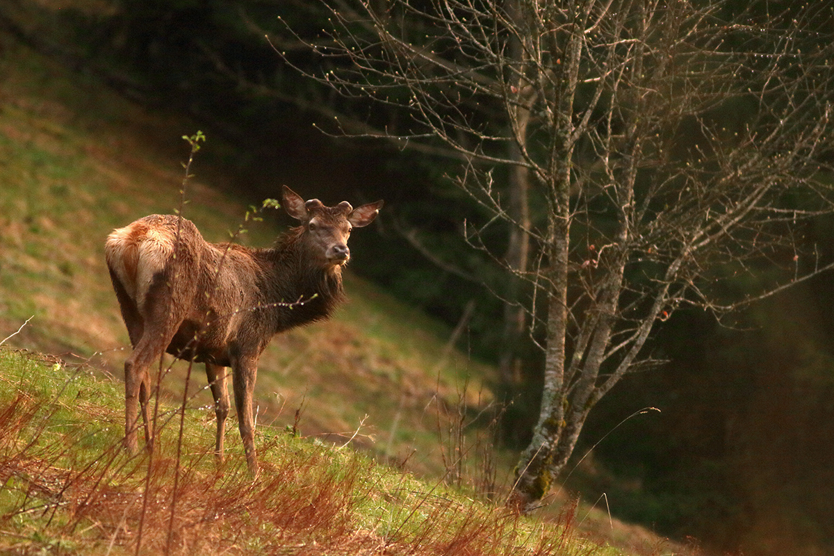 cerf repousse bois jura