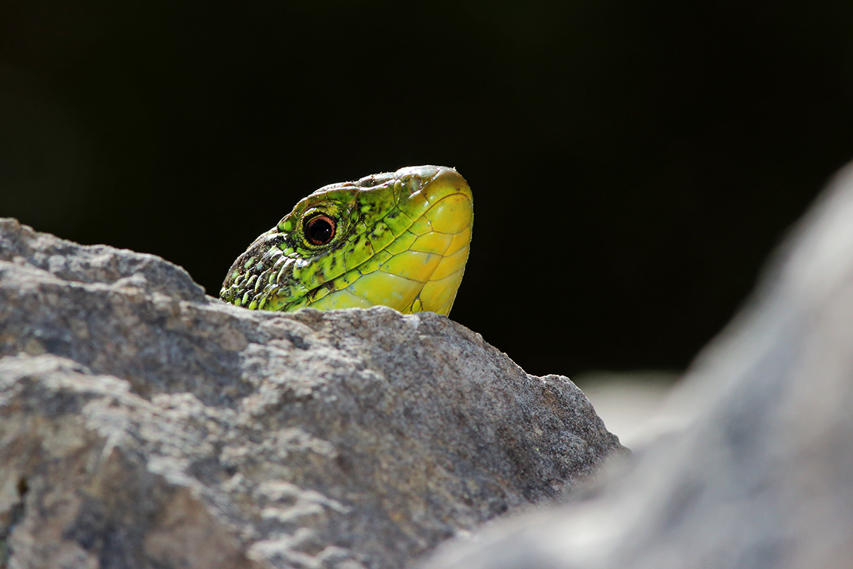 lézard vert jura