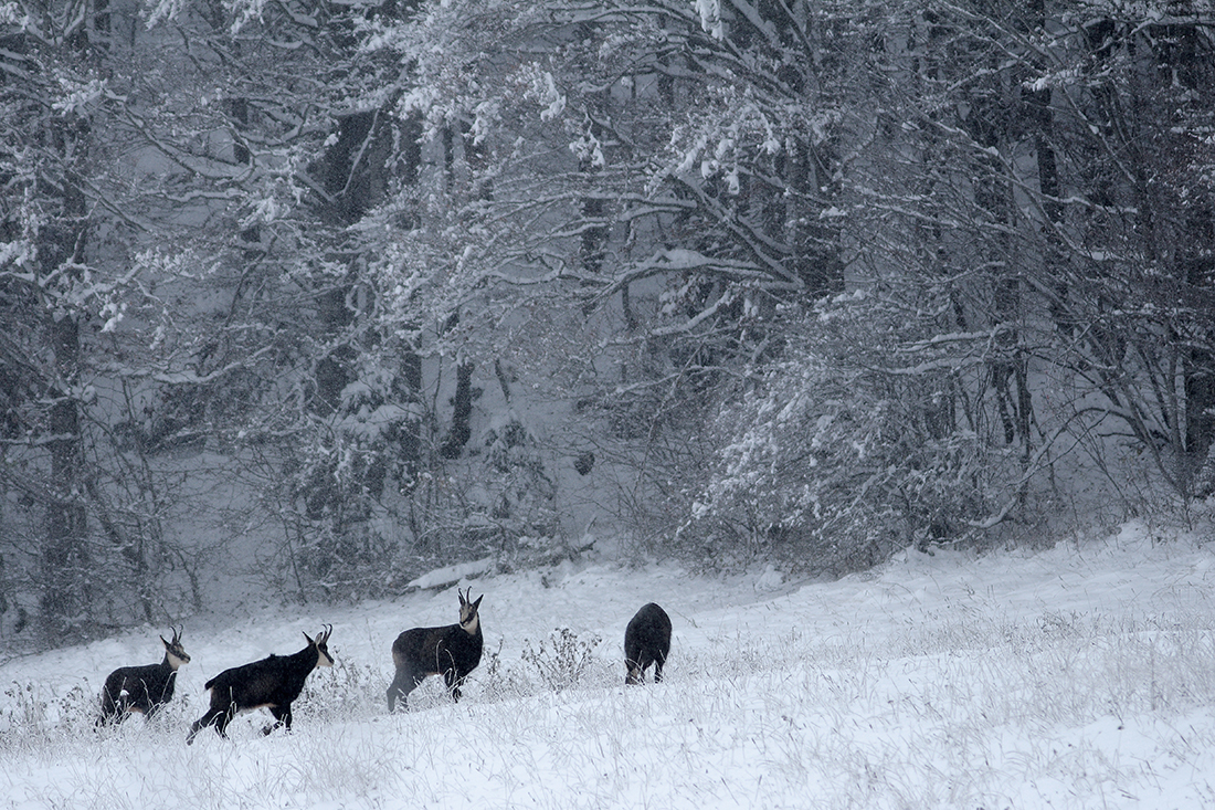 chamois haut-jura hiver neige