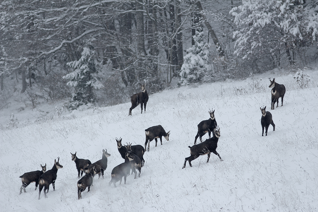 chamois haut-jura hiver neige