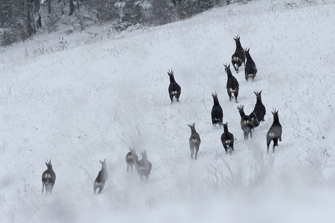 chamois haut-jura hiver neige