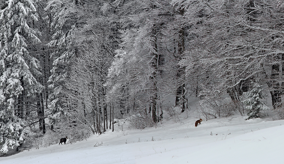 chamois renard neige haut-jura