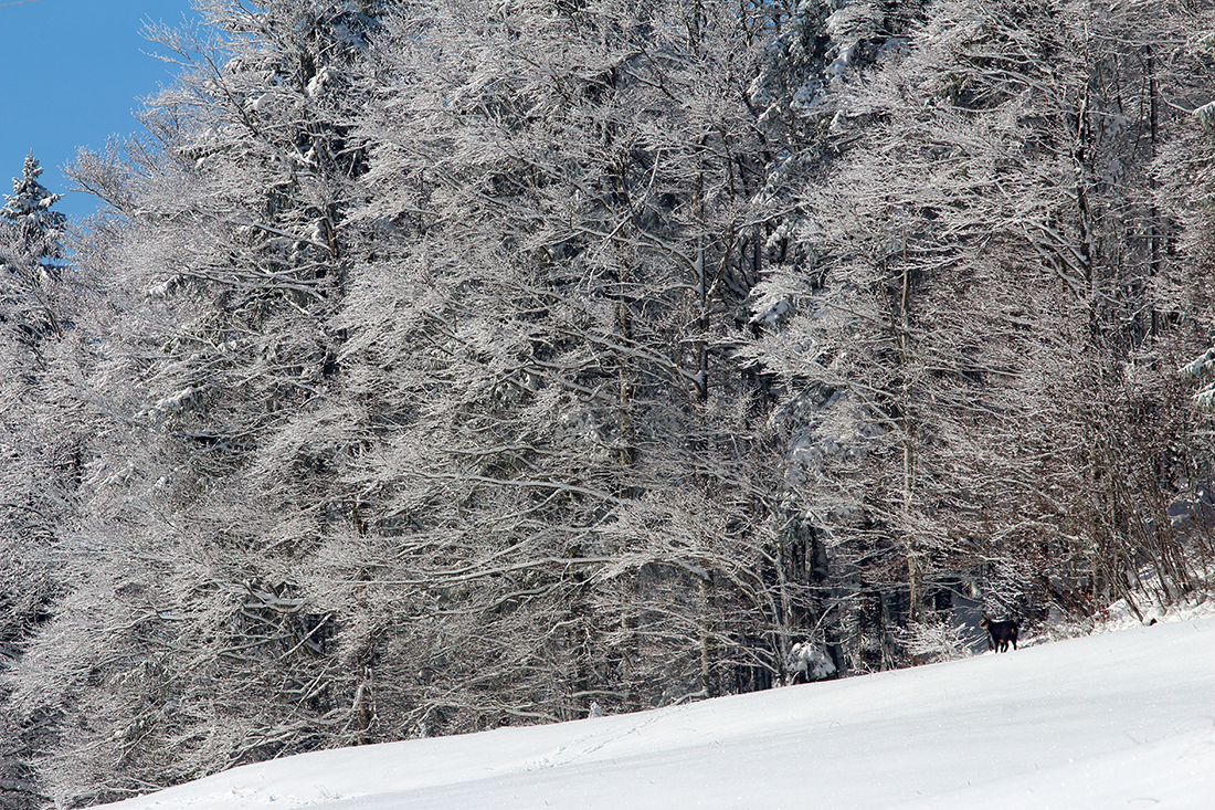 chamois jura arbez julien