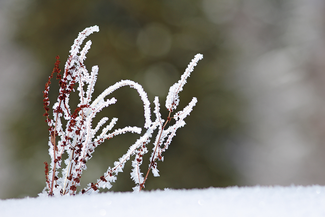 givre haut-jura hiver