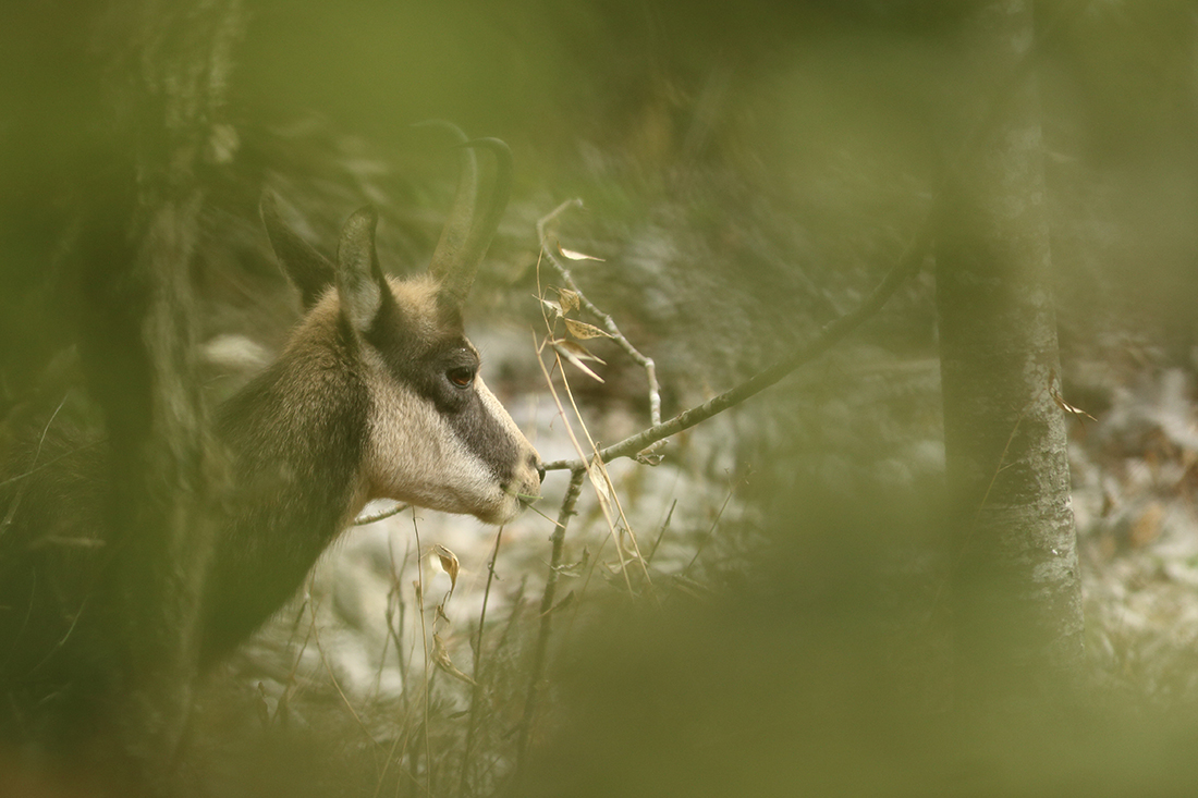 chamois jura arbez julien