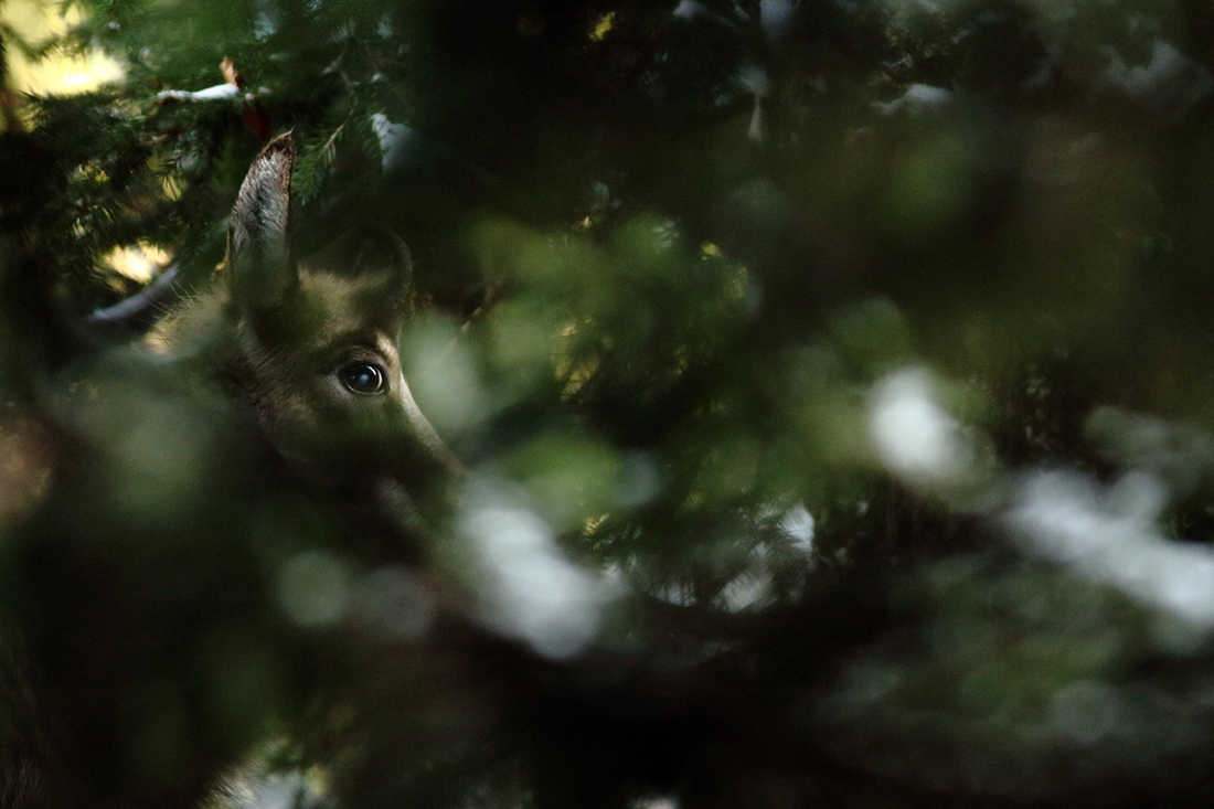 chamois jura arbez julien