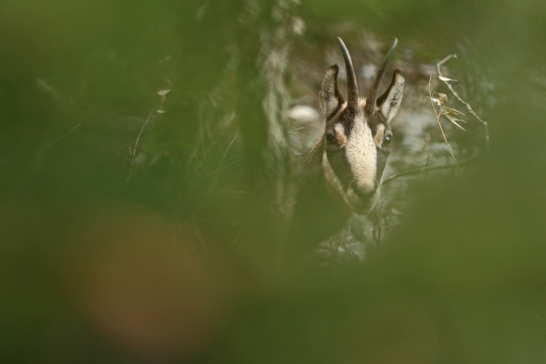 chamois jura arbez julien