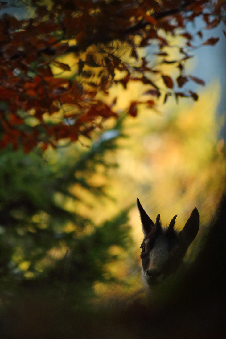 chamois jura arbez julien