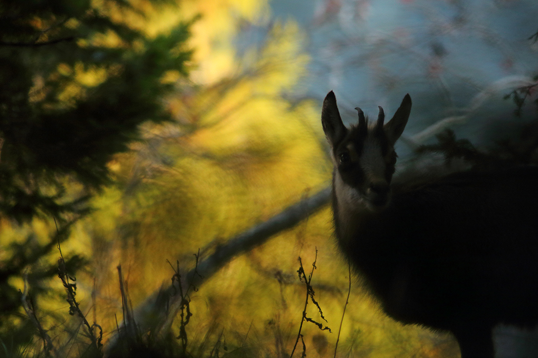 chamois jura arbez julien