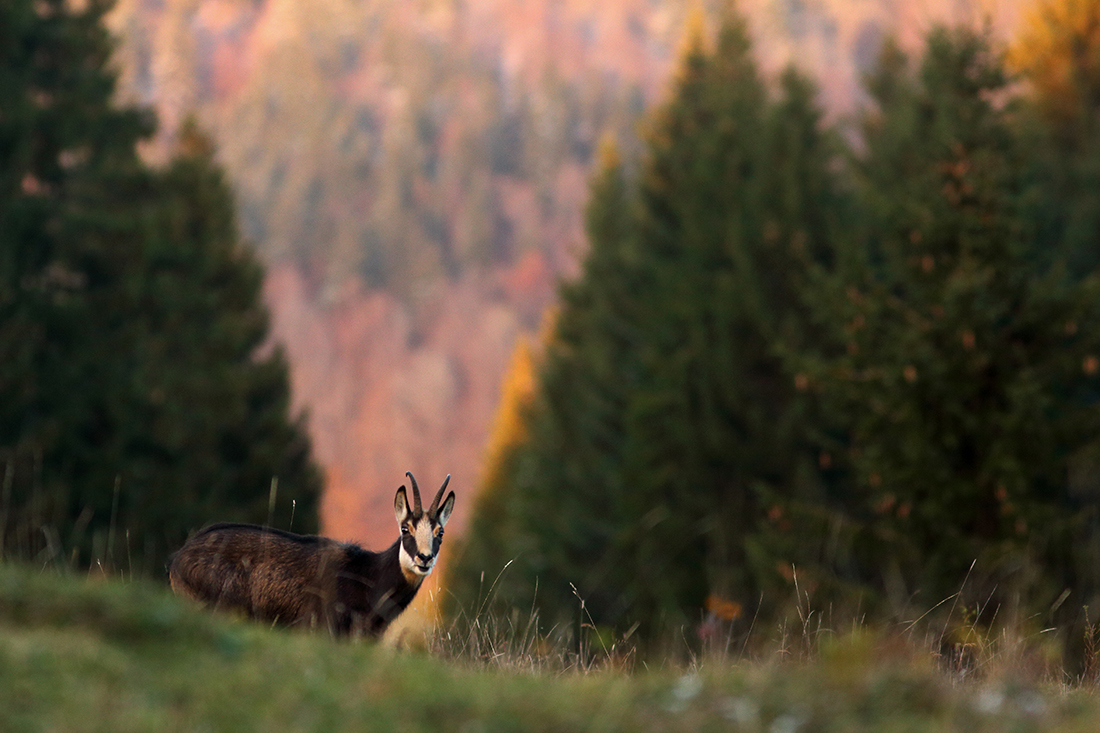 chamois jura arbez julien