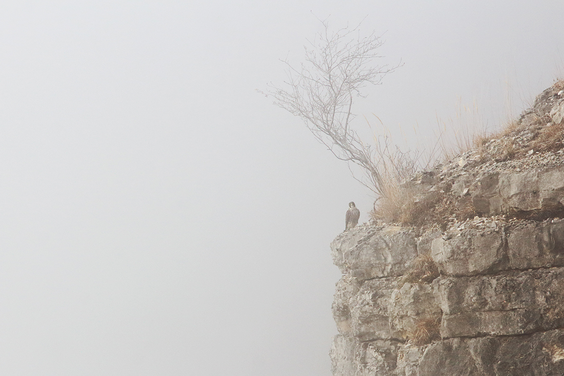 faucon pélerin brume