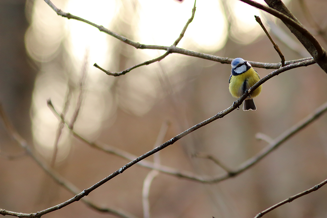 mésange bleue jura