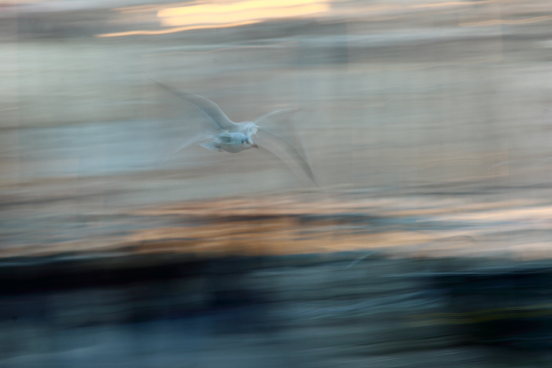 mouette pose lente jura