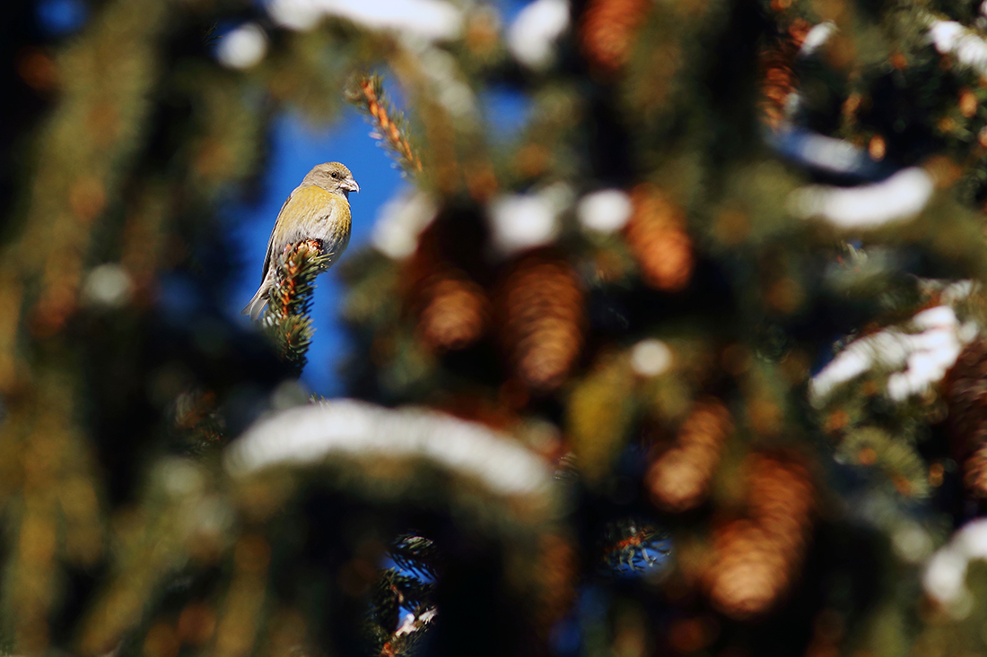 bec-croisé des sapins femelle