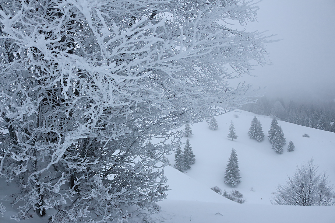 les molunes en hiver