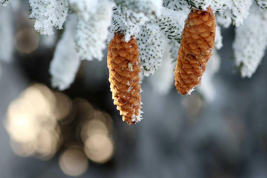 pommes de pin en hiver