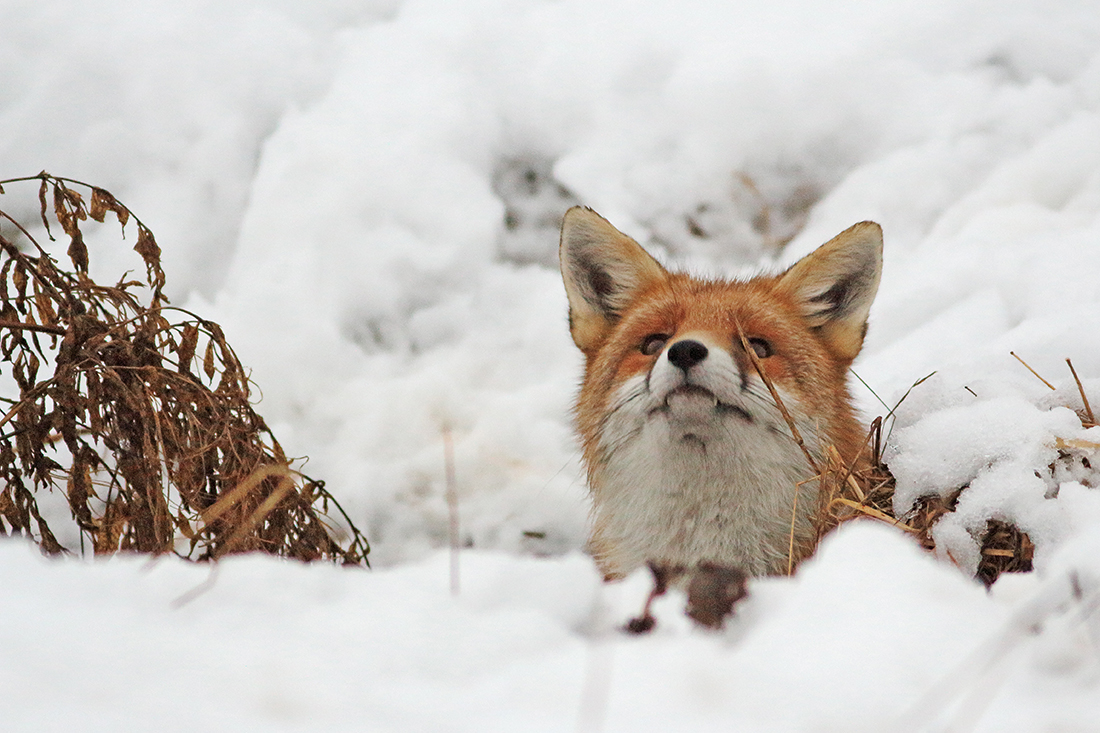 renard et campagnol en iver