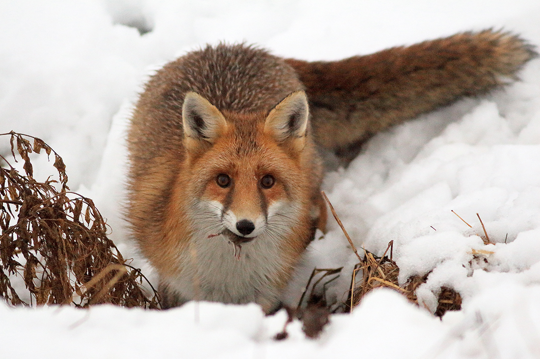 renard et campagnol en iver