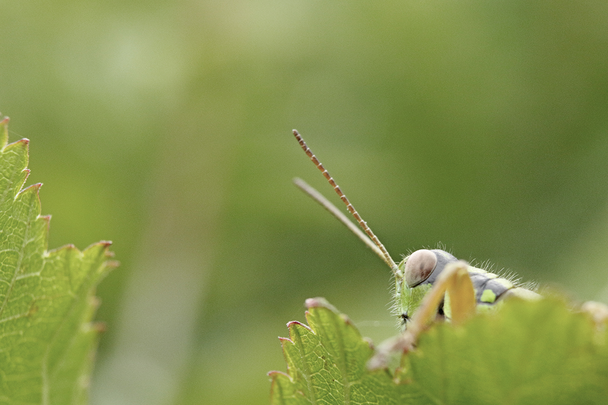 sauterelle macro