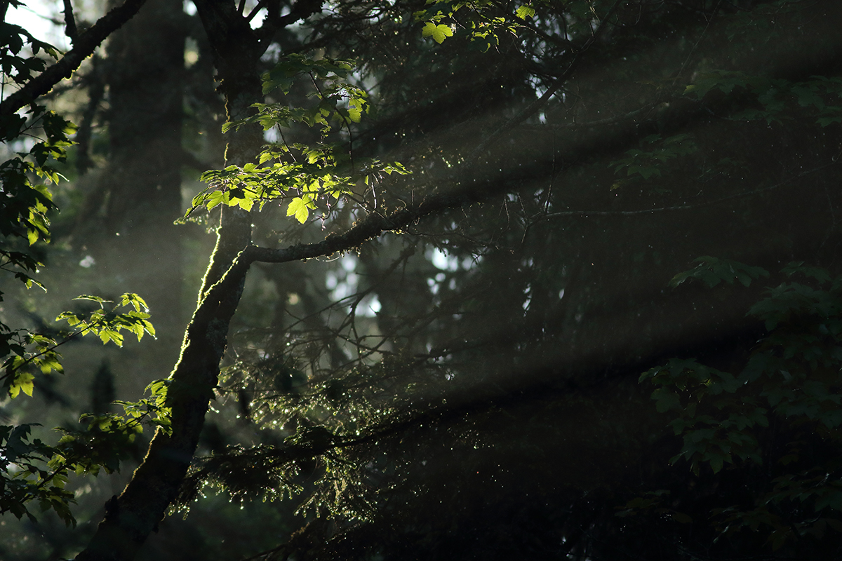 lumière sous-bois