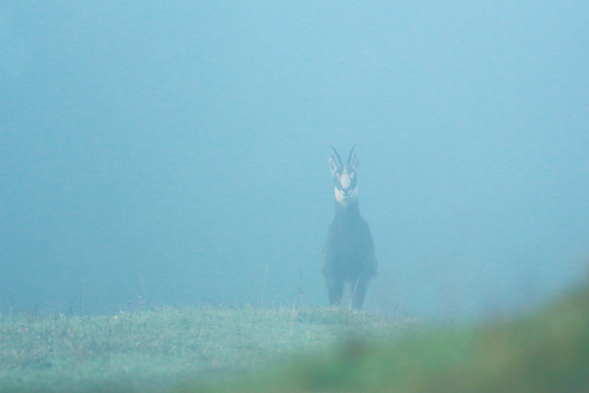 chamois rut jura julien arbez