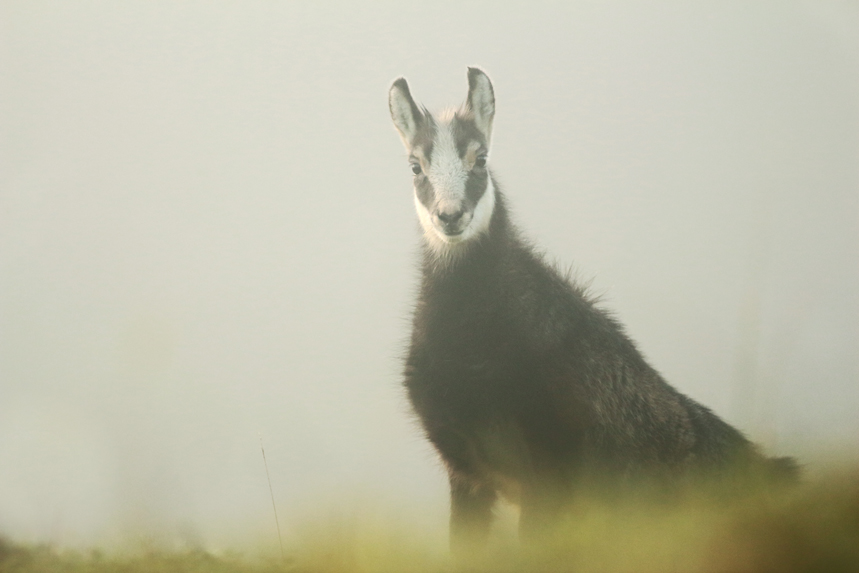 chamois rut jura julien arbez