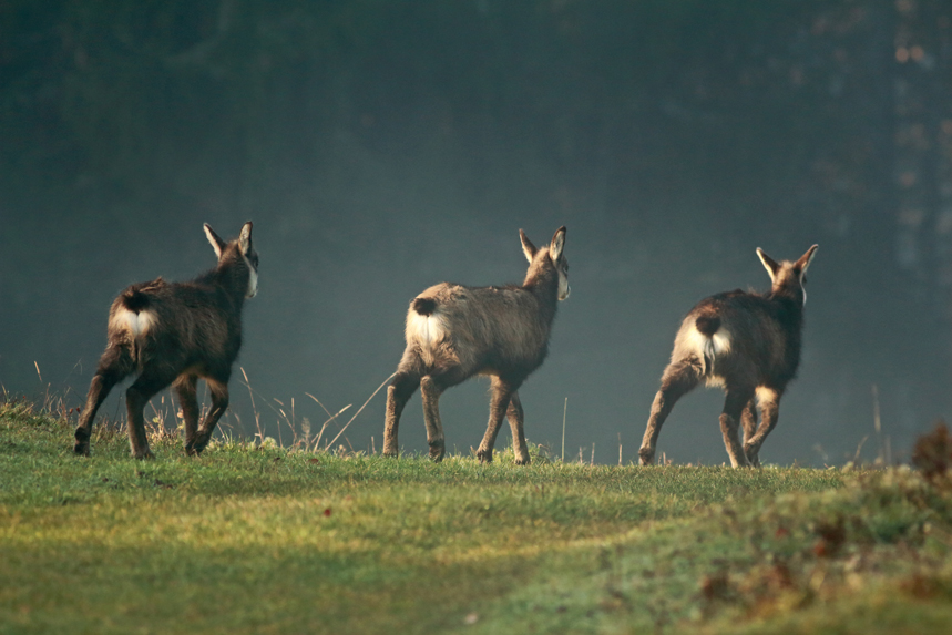 chamois rut jura julien arbez