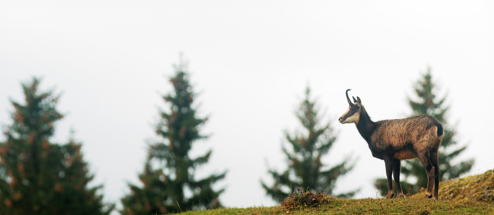 panoramique chamois jura julien arbez