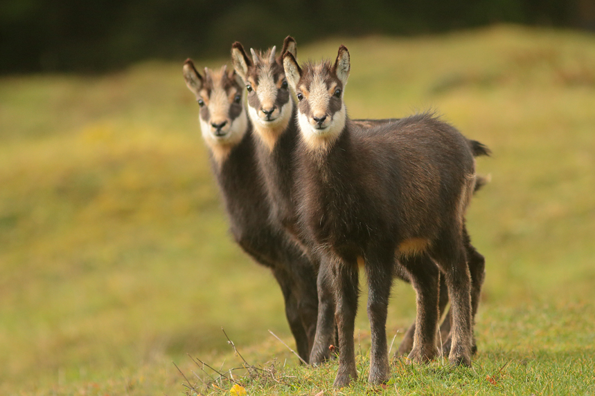 chamois rut jura chevreaux julien arbez