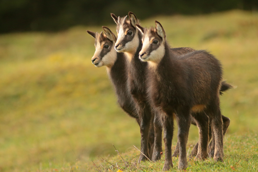 chamois rut jura chevreaux julien arbez