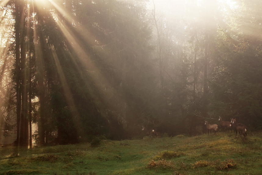 chamois rut jura julien arbez